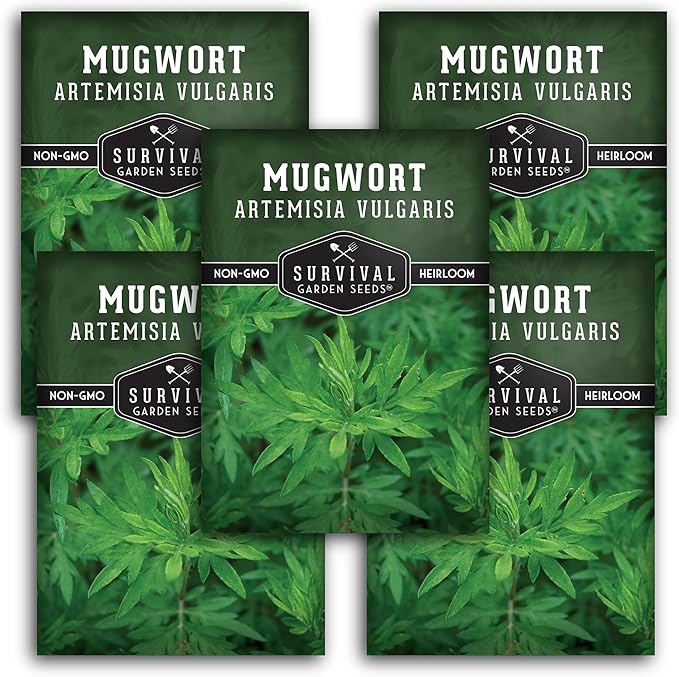 Common Mugwort Seed for Planting - 5 Packets with Instructions to Plant and Grow Artemisia Vulgaris in Your Home Vegetable Garden - Non-GMO Heirloom Variety - Survival Garden Seeds