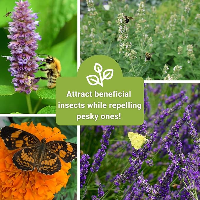 Sow Right Seeds - Pest Deterrent Seed Collection for Planting - Lavender, Catnip, Marigold, Hyssop & Lemon Grass - 5 Packets with Instructions for Home Garden - Natural Solution