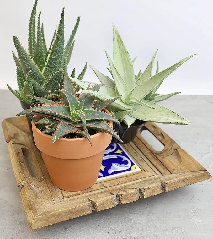 Live Aloe Plant Succulents (3 Pack), Succulents Plants Live in Potting Soil, Potted Succulents Live Plants, Star Aloe Plants Live in Cacti Pots, Cactus Plants Live Succulent Plants by Plants for Pets