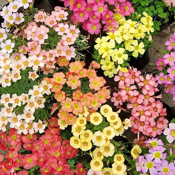 Oxalis Obtusa 'Sundisc' Jane - 5 Premium Bulbs, Red Flowers, Unique Houseplant