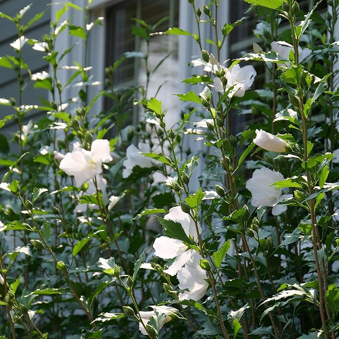 2 Gallon Proven Winners Hibiscus White Pillar Shrub