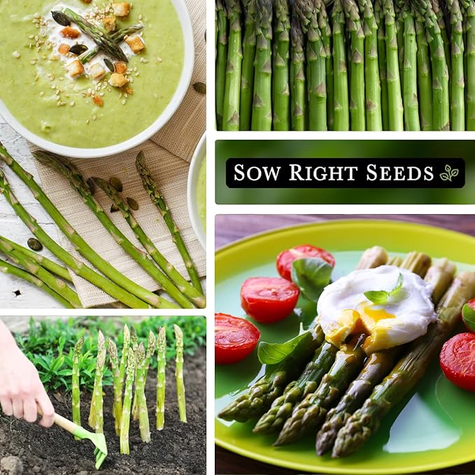 Sow Right Seeds - Mary Washington Asparagus Seed for Planting - Non-GMO Heirloom Packet with Instructions to Plant an Outdoor Home Vegetable Garden - Classic Perennial Stalks with Hearty Flavor (4)