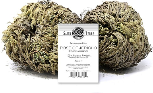 Saint Terra - Rose of Jericho Flower The Resurrection Plant, Pack of 2
