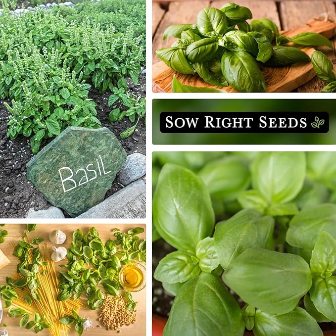 Sow Right Seeds - Genovese Sweet Basil Seed for Planting - Non-GMO Heirloom Packet with Instructions to Plant and Grow a Kitchen Herb Garden - Indoors or Outdoor - Great for Hydroponic Gardening (3)