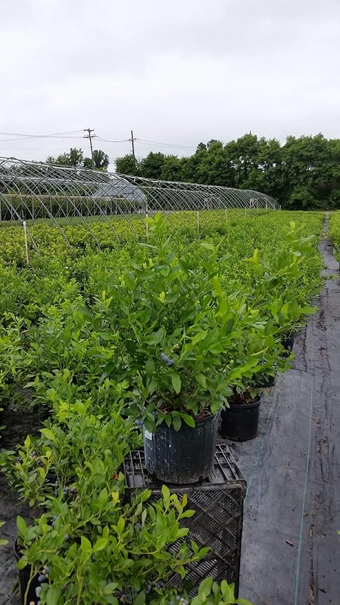 Vaccinium corymbosum 'Patriot' (HighBush Blueberry) Edible-Shrub, #3 - Size Container