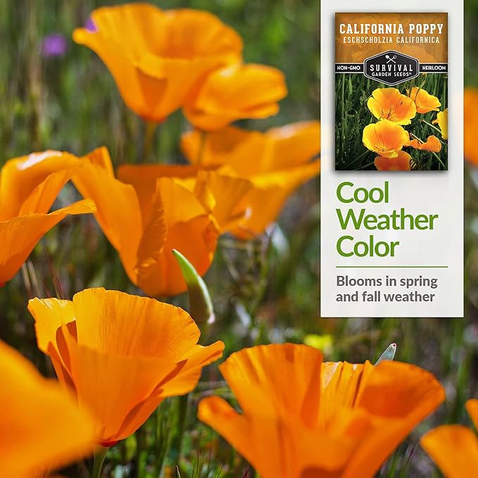 Survival Garden Seeds 1 Packet California Poppy for Planting - Seed Packs with Instructions to Grow Eschscholzia Californica Plants in Your Home Flower Garden - Non-GMO Heirloom Wildflower Variety