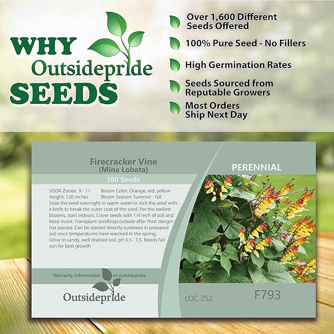 Outsidepride 100 Seeds Perennial Mina Lobata Firecracker Flowering Vine Seeds for Planting