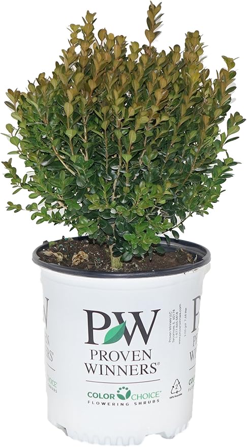 Proven Winners - Buxus micro. Sprinter (Boxwood) Evergreen, , #2 - Size Container