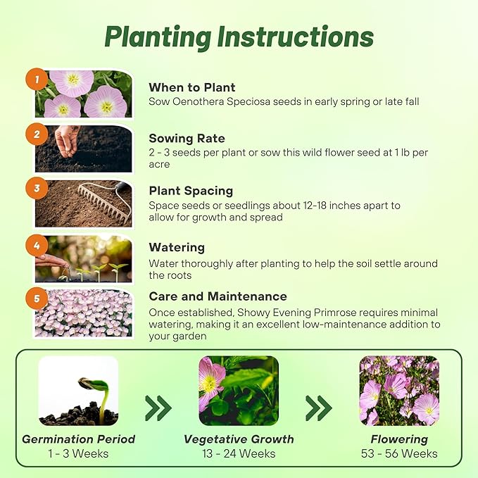 Outsidepride 1/8 lb. Perennial Oenothera Speciosa Showy Evening Primrose Wild Flower Seeds for Planting