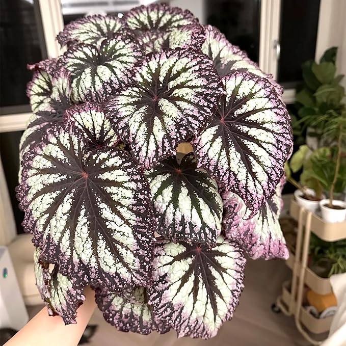 Coleus Seeds - Non-GMO Heirloom Seeds for Planting Powder Edge Blade Coleus Plants Rare Flower & Herb Low-Maintenance