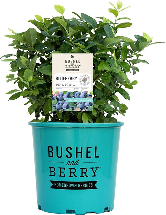 Bushel and Berry™ - Vaccinium Pink Icing (Blueberry) Edible-Shrub, , #2 - Size Container