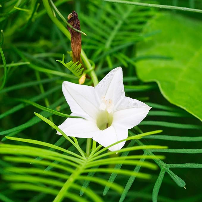 Outsidepride 100 Seeds Annual White Cypress Vine Flower Seeds for Planting