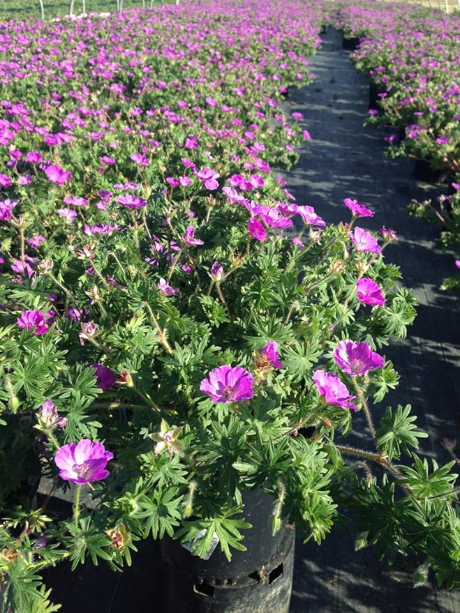 Geranium sanguineum 'New Hampshire' (Cranesbill) Perennial, blue flowers, 1 - Size Container