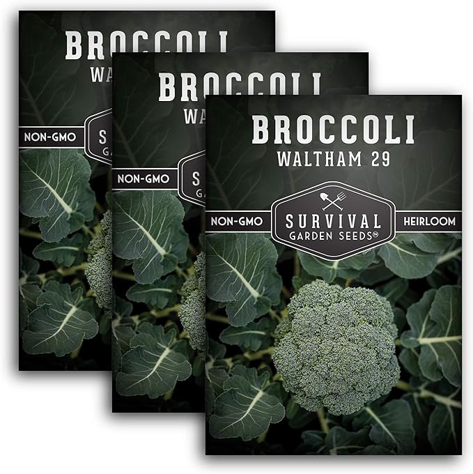 Waltham 29 Broccoli Seed for Planting - Packet with Instructions to Plant & Grow Cool Weather Broccoli in Your Home Vegetable Garden - Non-GMO Heirloom Variety - Survival Garden Seeds - 3 Pack