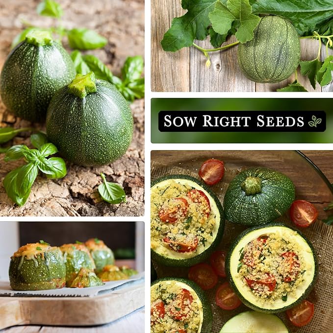 Sow Right Seeds - Round Zucchini Seed for Planting - Non-GMO Heirloom Packet with Instructions to Plant a Home Vegetable Garden - Unique Globe Squash - Summer Vining Variety (4)