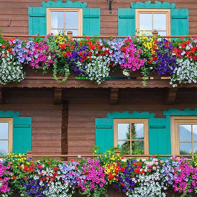 5000+ Petunia Seeds - Mixed Rainbow Color, Bonsai, Grandiflora Flowers, 1500 mg Heirloom Seeds, Flower Seeds, Pollinator Garden, Open Pollinated, Non-GMO, Indoor and Outdoor