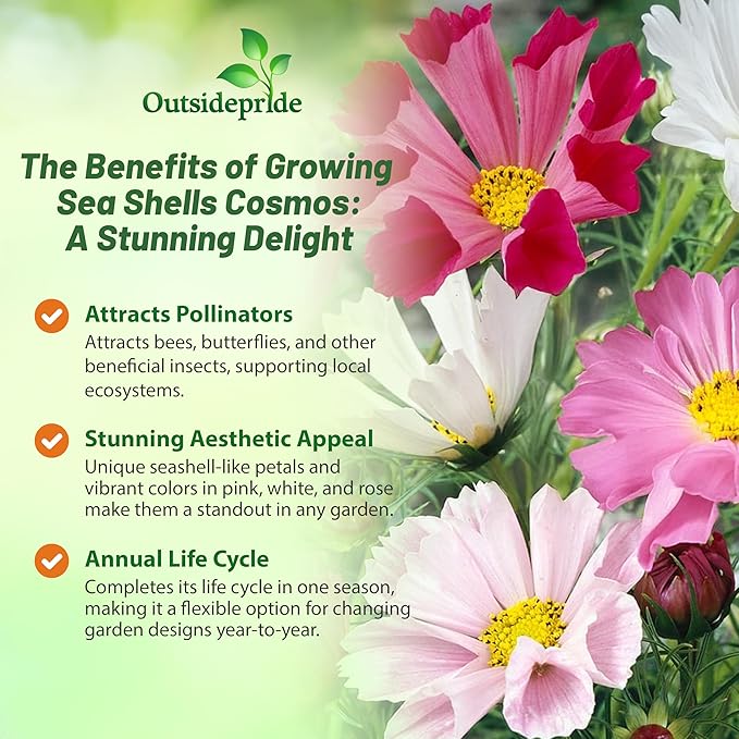 Outsidepride 250 Seeds Annual Cosmos Bipannatus Sea Shells Cut Flower Seed Mix for Planting