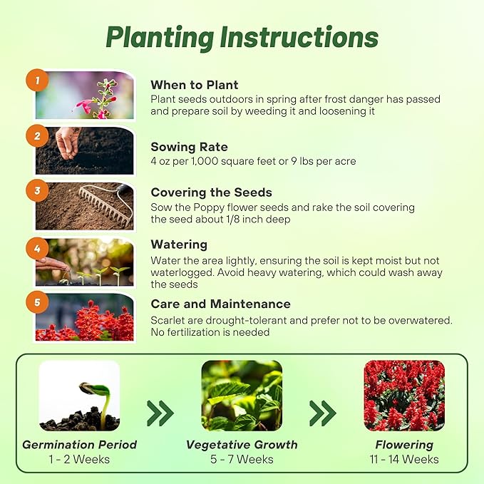 Outsidepride Salvia Coccinea Scarlet Sage Seeds for Planting - 1 Lb. Perennial, Heat-Tolerant Wildflower Seeds w/Red Blooms, Attracts Hummingbirds & Butterflies for Pollinator-Friendly Gardens