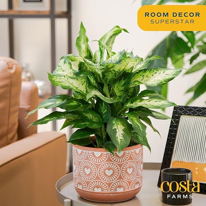 Costa Farms Dieffenbachia, Live Indoor Plant in Décor Plant Pot, Potted Houseplant in Potting Soil Mix, Real Plants Gift for Mom, Dad, 12-14 Inches Tall