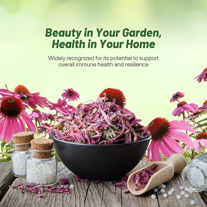 Outsidepride 1000 Seeds Perennial Echinacea Purple Coneflower Wild Flower Seeds for Planting