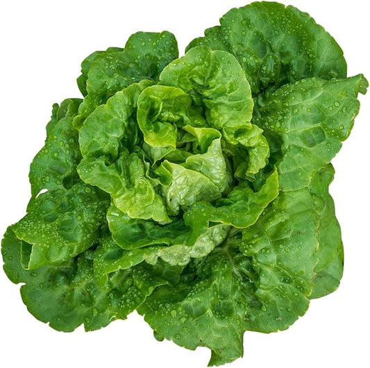 Burpee Buttercrunch Hybrid (Organic) Lettuce Seeds 1100 seeds