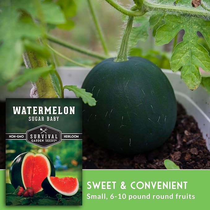 Survival Garden Seeds - Sugar Baby Watermelon Seed for Planting - 5 Packs with Instructions to Plant and Grow Little Round Watermelons in Your Home Vegetable Garden - Non-GMO Heirloom Variety