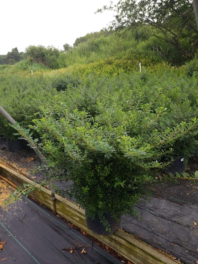 Spiraea nipponica 'Snowmound' (Spirea) Shrub, #3 - Size Container