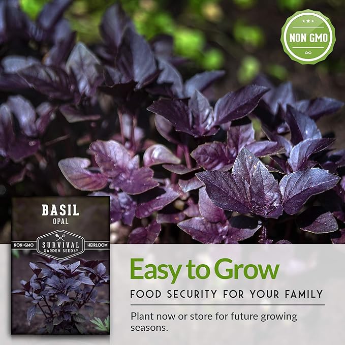 Survival Garden Seeds - Opal Basil Seed for Planting - 5 Packs with Instructions to Plant and Grow Delicious & Unique Purple Basil Herb Plants in Your Home Vegetable Garden - Non-GMO Heirloom Variety