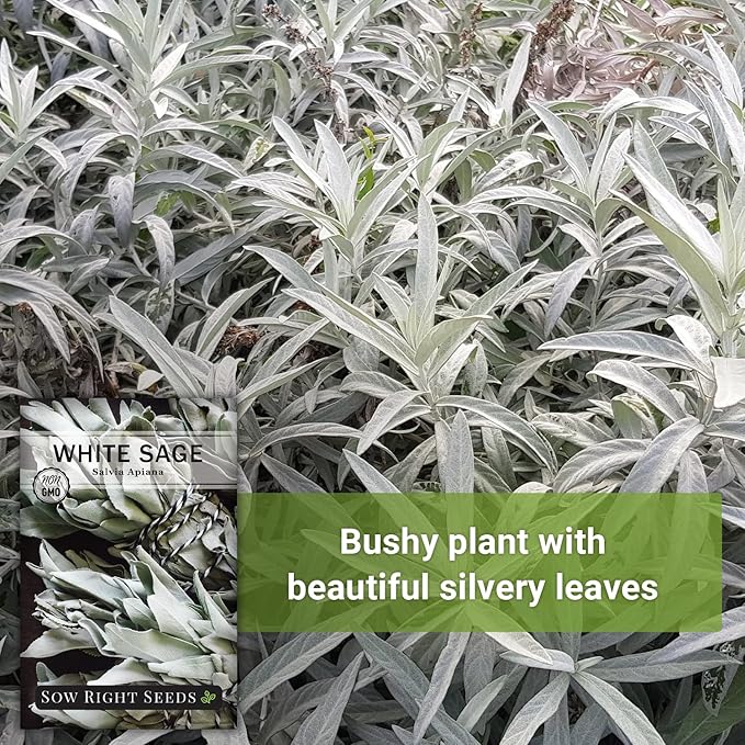 Sow Right Seeds - White Sage Seed for Planting - Non-GMO Heirloom Packet with Instructions for Planting and Growing a Home Herb Garden - Indoors or Outdoors - Make Your Own Herbal Incense (4)