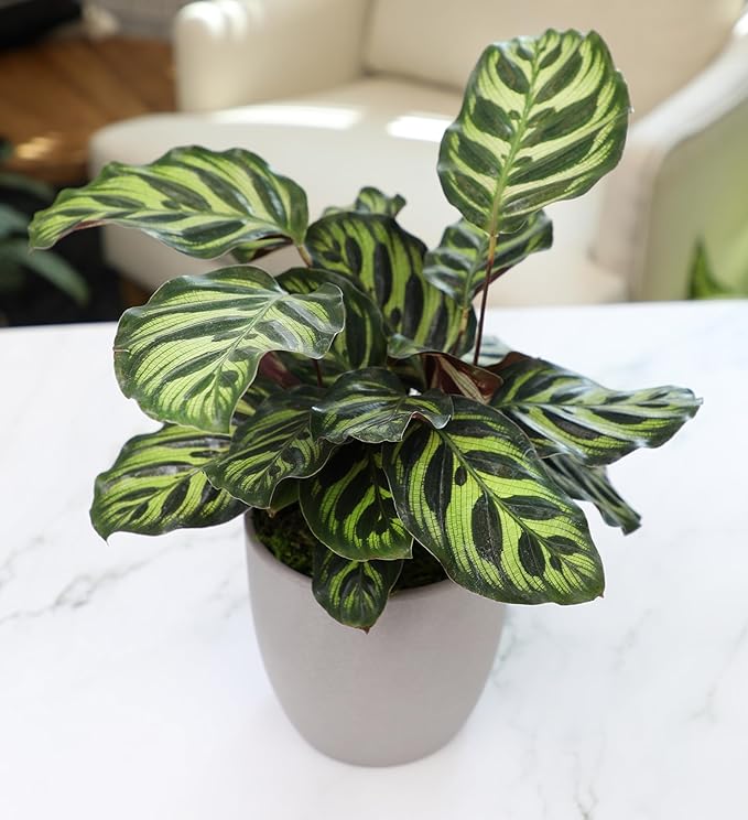 Non-Toxic Calathea Prayer Plant Decor, Desk Plant in 4" Stone Planter, Pet Safe Plants, Live Plant for Low Light Home, Calathea Plant Gift, Decorative Plants & House Plants by Plants for Pets