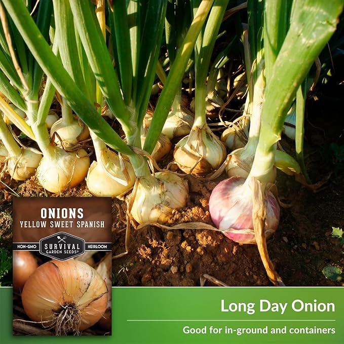 Yellow Sweet Spanish Onion Seed for Planting - 3 Packets with Instructions to Plant and Grow Long Day Onions in Your Home Vegetable Garden - Non-GMO Heirloom Variety - Survival Garden Seeds