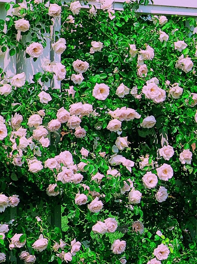 Rosa 'New Dawn' (Climbing Rose) Rose, double blush pink flowers, #3 - Size Container