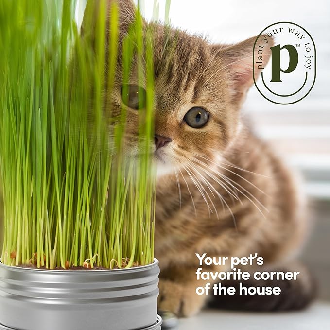 Grow Your Own Cat Grass for Indoor Cats Kit - 3 Complete Growing Kits - Plant Seeds, Pets Health Supplies Stuff - Gift for Pet Lover
