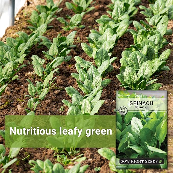 Sow Right Seeds - Viroflay Spinach Seed for Planting - Non-GMO Heirloom Packet with Instructions to Plant a Vegetable Garden - Grow Leafy Green Nutritious Superfood - Hydroponic Growing Friendly (3)