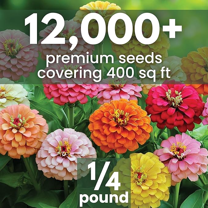 Zinnia California Giants - Bulk 1/4 Pound Pouch - 12,000 Flower Seeds for Planting - Zinnia elegans