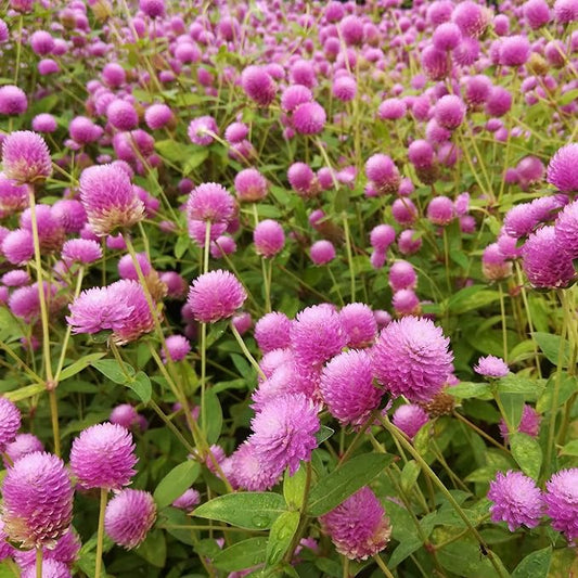 Outsidepride 1000 Seeds Annual Rose Gomphrena Globosa Flower Seed for Planting