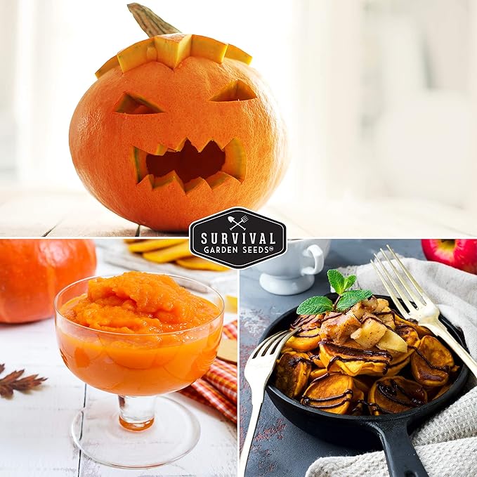 Survival Garden Seeds - Small Sugar Pumpkin Seeds for Planting – 1 Packet with Instructions to Grow Pie Pumpkins in Your Home Vegetable Garden – Non-GMO Heirloom Variety