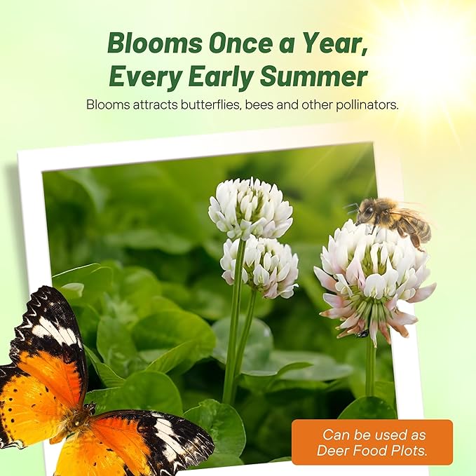 Outsidepride Perennial White Dutch Clover Seed - 1 lbs. Nitrocoated, Inoculated Clover Seeds for Lawn Alternative, Erosion Control, Food Plots, Ground Cover, & Pasture Mixtures in USDA Zones 3-10