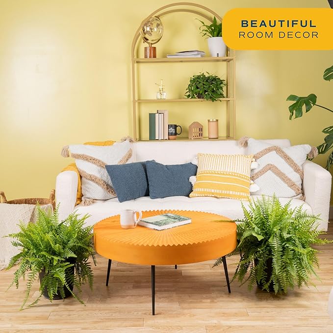 Costa Farms Boston Fern Live Plant, Outdoors or Indoor Houseplant in Hanging Basket Planter, Ferns Soil Mix, Real Plants Gift, Housewarming, Patio, Balcony, Front Porch Decor, 1-2 Feet Tall and Wide