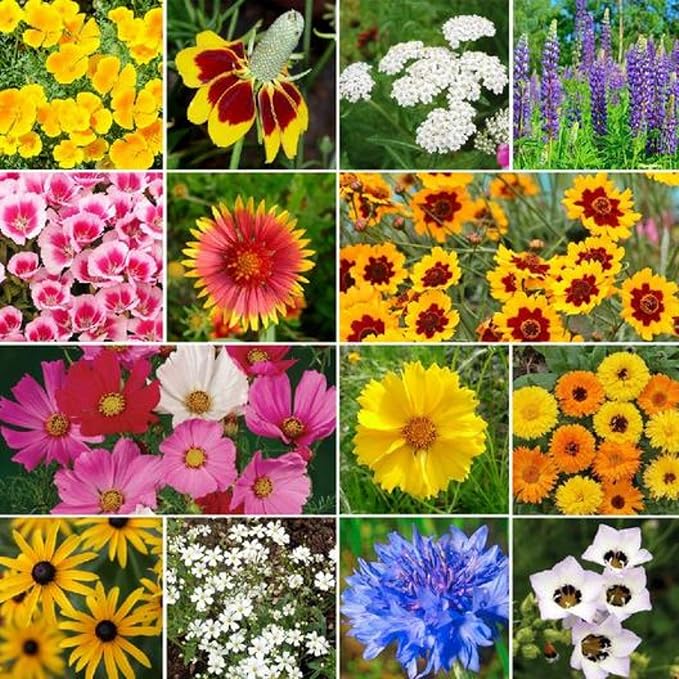 65,000+ Seeds - Bird & Butterfly Wildflower Pollinator Mix - Perennial & Annual Wild Flowers for Spring & Fall - Planting Outdoors for Hummingbirds & More - Calendula, Yarrow, Poppy, Baby's Breath