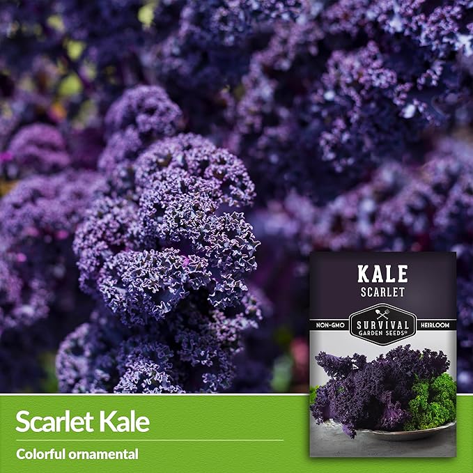 Scarlet Kale Seeds for Planting - 3 Packets with Instructions to Plant Edible & Ornamental Kale Vegetables in Your Home Food Garden - Non-GMO Heirloom Variety - Survival Garden Seeds