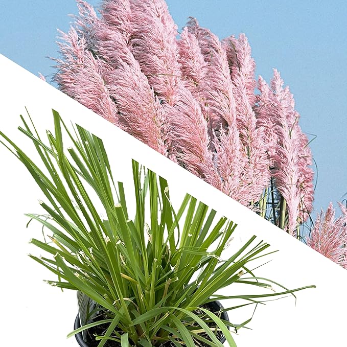 Live Ornamental Perennial Grass - Pink Pampas - Showy Accent Plant - 12" Tall by 6" Wide in 1.5 Quart Pot