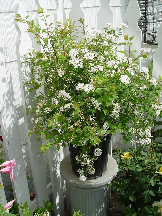 Spiraea vanhouttei 'Renaissance' (Spirea) Shrub, #3 - Size Container