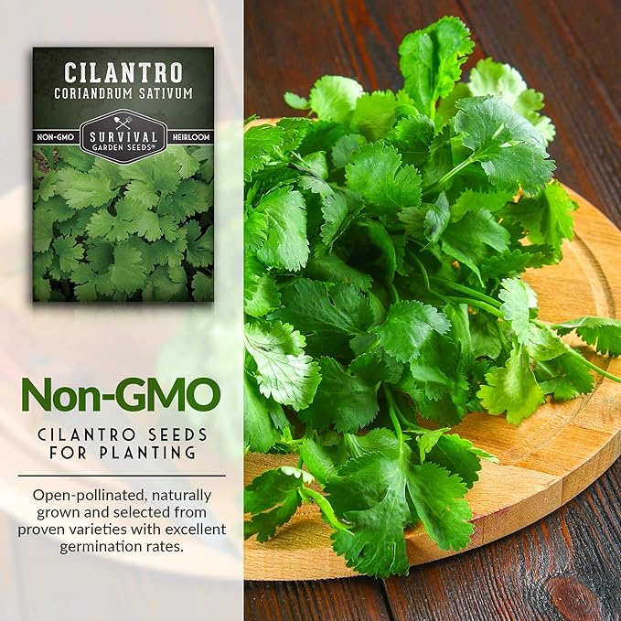 Survival Garden Seeds - Cilantro Seed for Planting - Packet with Instructions to Plant & Grow Coriandrum Sativum in Your Home Vegetable Garden - Non-GMO Heirloom Variety Herb Seed - 3 Packs