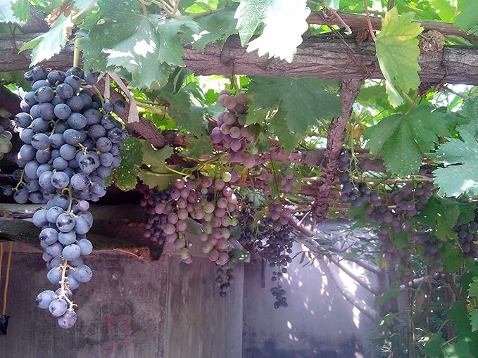 40+ Grape Seeds Vine Fruit Seeds Mix Plant Home Garden Non-GMO Heirloom Seeds