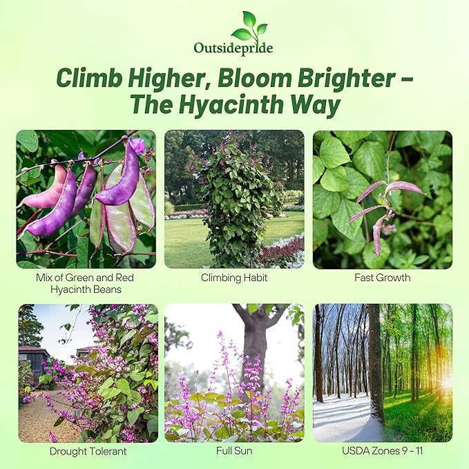 Outsidepride 100 Seeds Perennial Dolichos Lablab Hyacinth Bean Vine & Flower Seed Mix for Planting