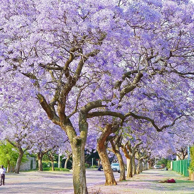 Blue Jacaranda Seeds Jacaranda Mimosifolia Stunning Ornamental Tree Vibrant Blue Flowers Drought Tolerant Low-Maintenance Attract Pollinators as Shade Tree in Parks, Gardens 30Pcs by YEGAOL Garden