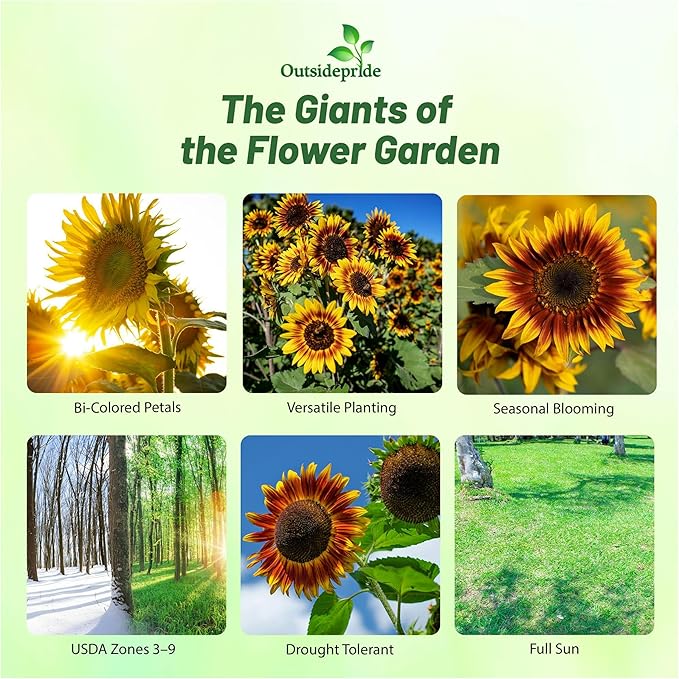 Outsidepride 100 Seeds Helianthus Annuus Joker Sunflower Seeds for Planting