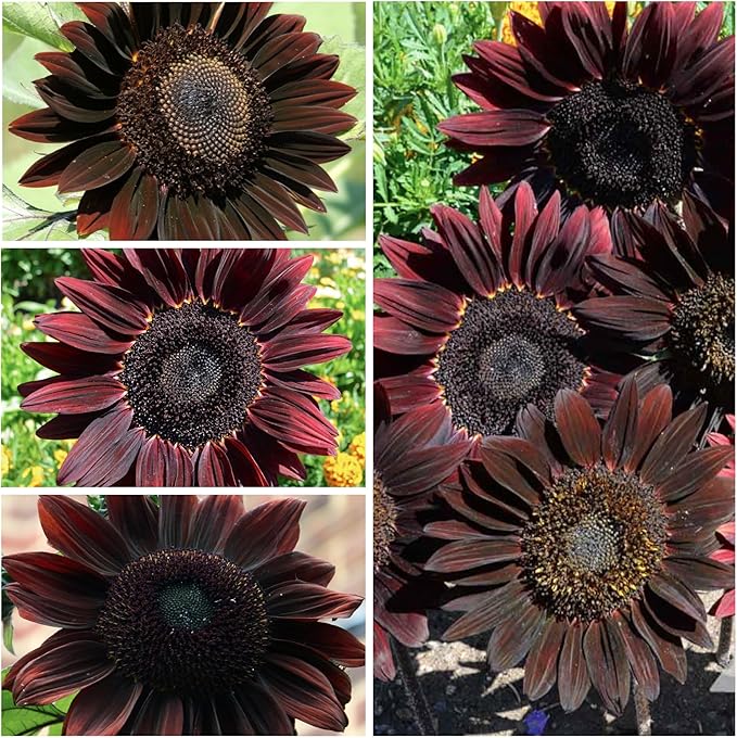 Seed Needs, Chocolate Sunflower Seeds - 40 Heirloom Seeds for Planting Helianthus annuus - Annual Flowers to Plant Outdoors, Attracts Bumblebees and Butterflies, Great as a Cut Flower (2 Packs)