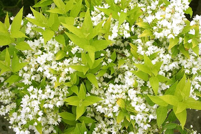 Proven Winners - Deutzia gracilis Chardonnay Pearls (Chardonnay Pearls Deutzia) Shrub, white flowers, #2 - Size Container